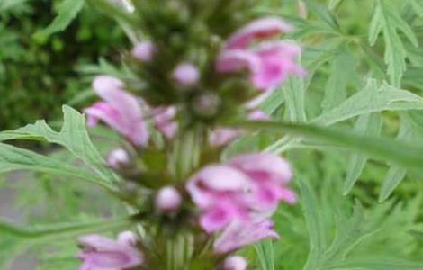 益母草怎么吃效果好 益母草怎么吃效果最好