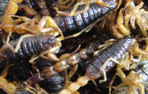 油炸蝎子的做法 油炸蝎子的做法窍门