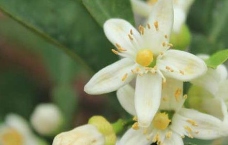 代代花可以减肥吗（代代花可以长期用吗）