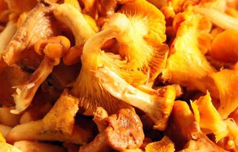 黄丝菌的做法大全（黄丝菌的做法大全图解）