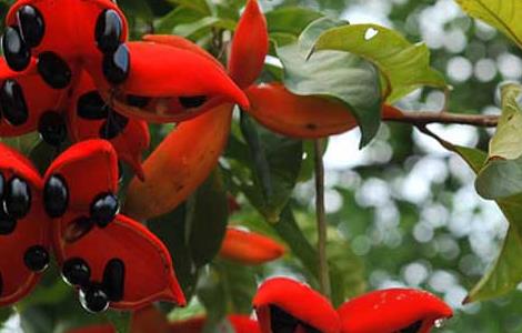 苹婆怎么吃最好 苹婆好吃吗