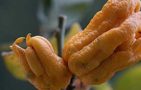 佛手果怎么吃才好 水果佛手好吃吗