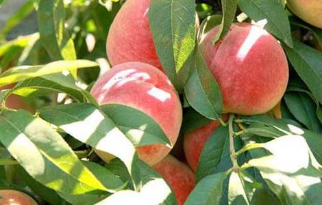 水蜜桃怎么做好吃 水蜜桃怎么做好吃又甜