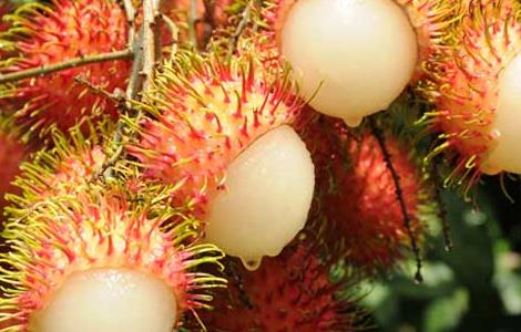 红毛丹怎么吃最好(红毛丹怎么吃最好吃)