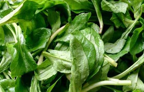 马兰头的做法大全(马兰头的做法大全窍门)