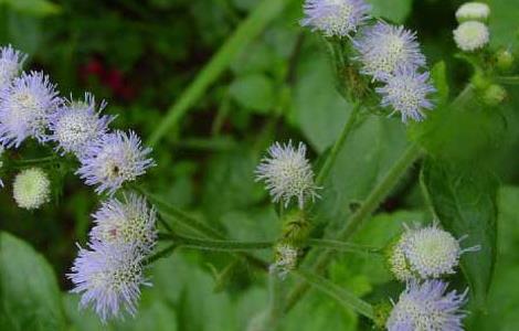 胜红蓟的功效与作用（魁蓟草药功效作用）