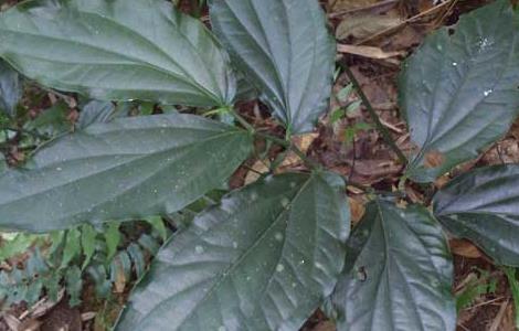 十八症的功效与作用 中药十八症作用与功效