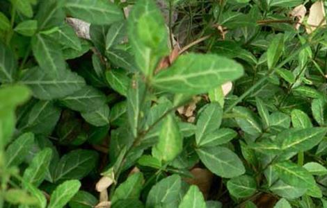 扶芳藤的功效与作用 扶芳藤的功效与作用及食用方法