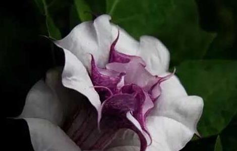 曼陀罗叶的功效与作用 曼陀罗叶的功效与作用图片