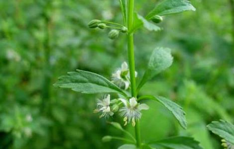 野甘草的功效与作用 野甘草的功效与作用是什么