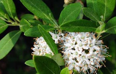 照山白的功效与作用（照山白的功效与作用反应）