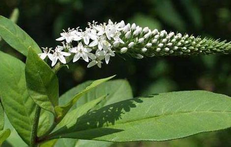 珍珠菜的功效与作用(潮汕珍珠菜的功效与作用)