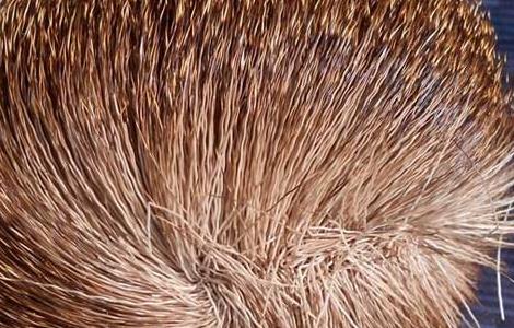 麝香会导致不孕吗（人工麝香会导致不孕吗）