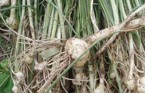 小蒜的家常做法大全 小蒜的家常做法大全窍门