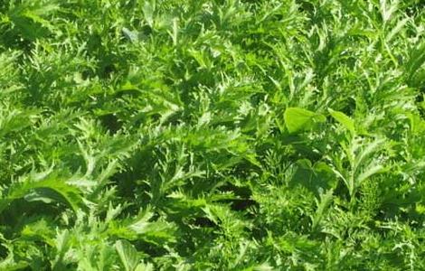 雪菜的腌制方法 雪菜的腌制方法视频