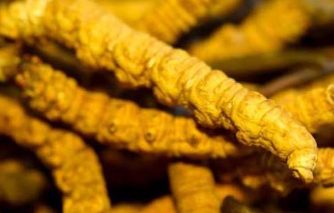 虫草怎么吃效果最好（虫草怎么吃效果最好百度百科）