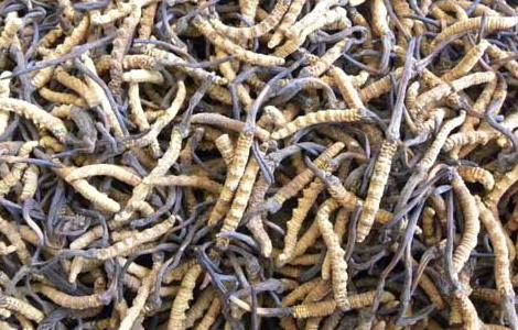 冬虫夏草怎么吃补肾 冬虫夏草有没有补肾功能