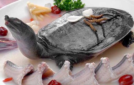 虫草红枣炖甲鱼