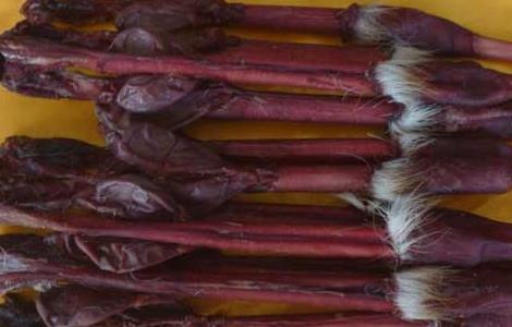 鹿鞭怎么吃才能壮阳（鹿鞭怎么吃壮阳效果最好）