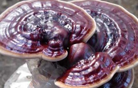 紫灵芝的功效与作用及食用方法（灵芝紫芝的功效与作用）