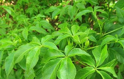 刺五加的功效与作用（刺五加的功效与作用和适用人群）