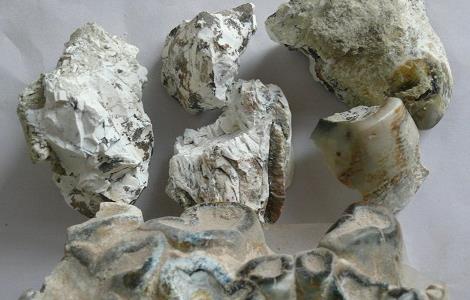 龙齿的功效与作用及注意事项 龙齿的功效与作用及禁忌