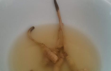 冬虫夏草泡水喝的功效和方法 冬虫夏草泡水喝的方法与疗效