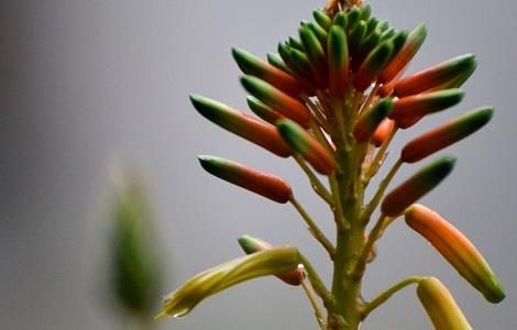 芦荟花的功效与禁忌以及使用方法 芦荟花的功效与禁忌以及使用方法图解