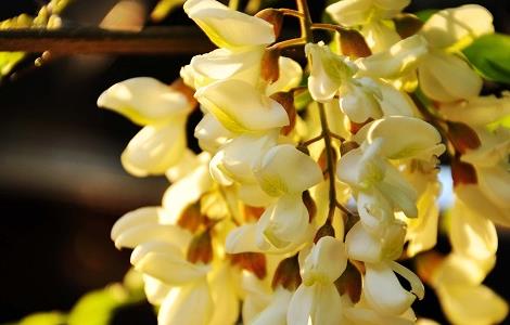 干槐花的功效与作用（槐花的作用和功效）