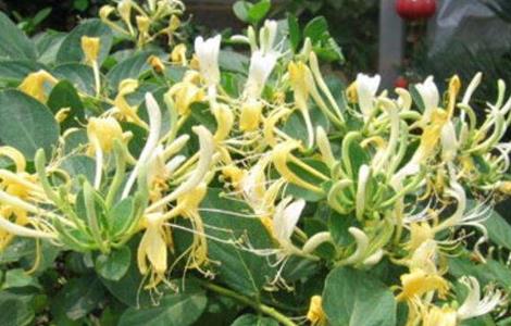 金银花的功效与作用及禁忌（金银花的功效与作用及禁忌症）