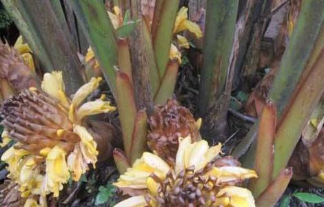 草果的功效与作用是什么（草果的功效与作用是什么呢）