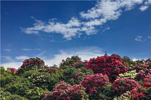 2021年毕节百里杜鹃花最佳观赏时间是什么时候