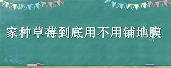 家种草莓到底用不用铺地膜 室外种草莓用不用铺地膜