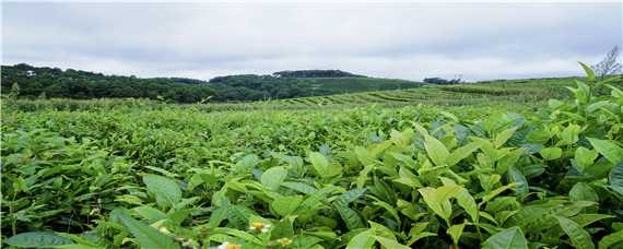 小乔木型茶树的基本特征是（小乔木型茶树的基本特征是在树高和分枝部位上都介于）