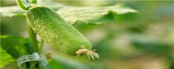 黄瓜苗种植时间和方法（黄瓜苗的种植方法和时间）