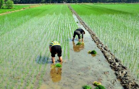 水稻插秧技术要求 水稻插秧技术标准