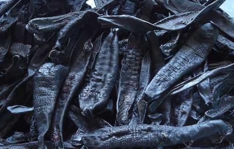 水蛭的功效与作用及禁忌 水蛭的功效与作用及禁忌症脑溢血