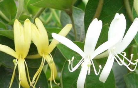 金银花有什么副作用（金银花有什么副作用和禁忌）