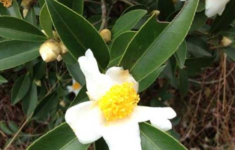 白茶的种植技术