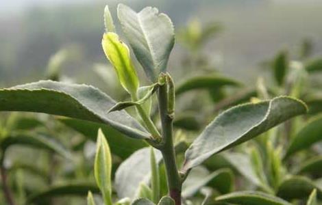 茶树越冬病虫害防治方法