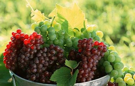 一些常见对果树禁用或慎用的农药（一些常见对果树禁用或慎用的农药是）