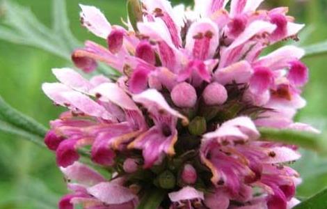 益母草的功效与作用 益母草的功效与作用的功能与主治与用量