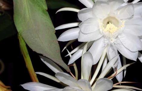 昙花的药用价值有哪些 昙花的药用价值有哪些呢