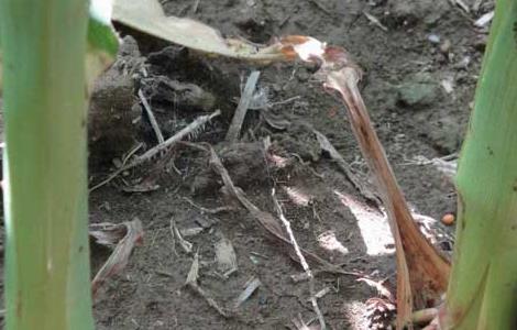 玉米蚜虫的发生与防治措施 玉米蚜虫的防治方法