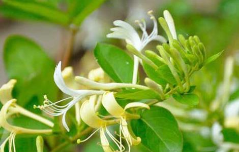 金银花泡水喝的功效(金银花泡水喝的功效与副作用)