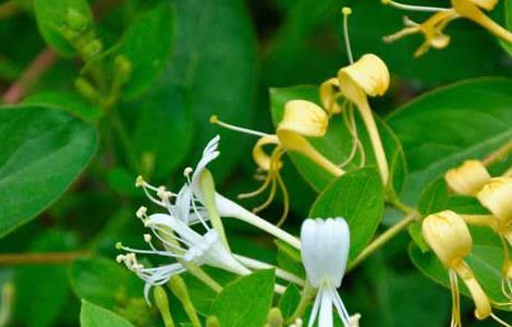 金银花泡水喝的功效