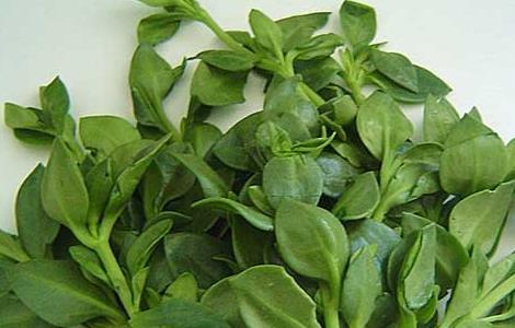 穿心莲的功效与作用 穿心莲的功效与作用和副作用禁忌