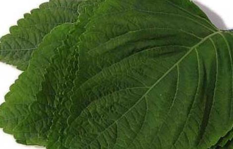 苏子叶的功效与作用 苏子苏子叶的功效与作用