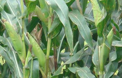 玉米种植技术（青贮玉米种植技术）