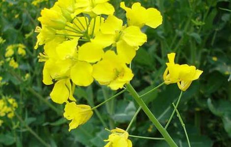 油菜的高产栽培技术（油菜的高产栽培技术是什么）